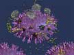 allergy histamine pollen