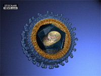 chikungunya alphavirus togaviridae 3